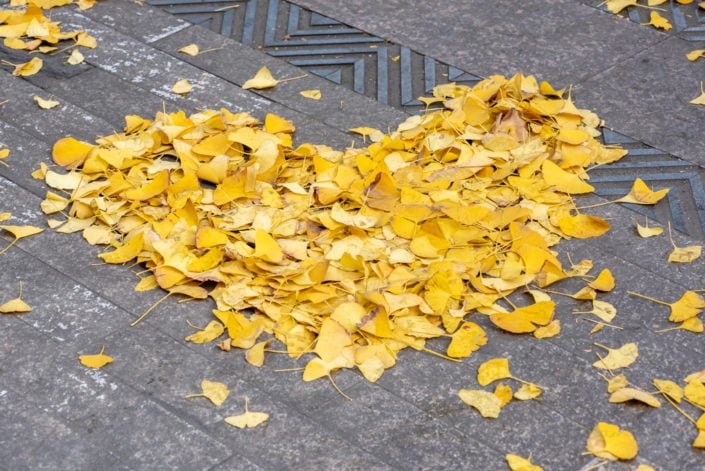 Heart shape made of yellow ginkgo leaves in the street in autumn in Chengdu, Sichuan province, China