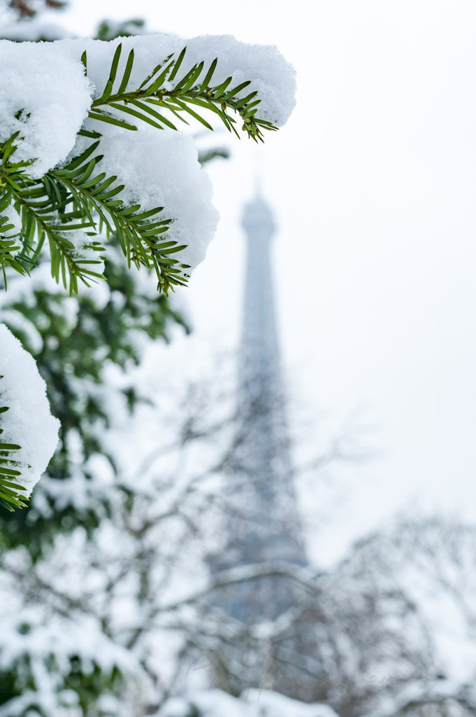 Pine tree branch with snow and Eiffel tower in the background in Paris, France