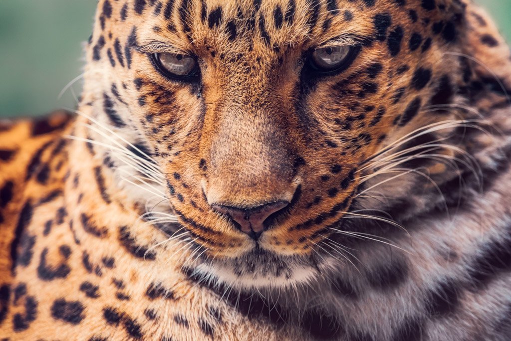 Amur leopard looking at camera close-up portrait
