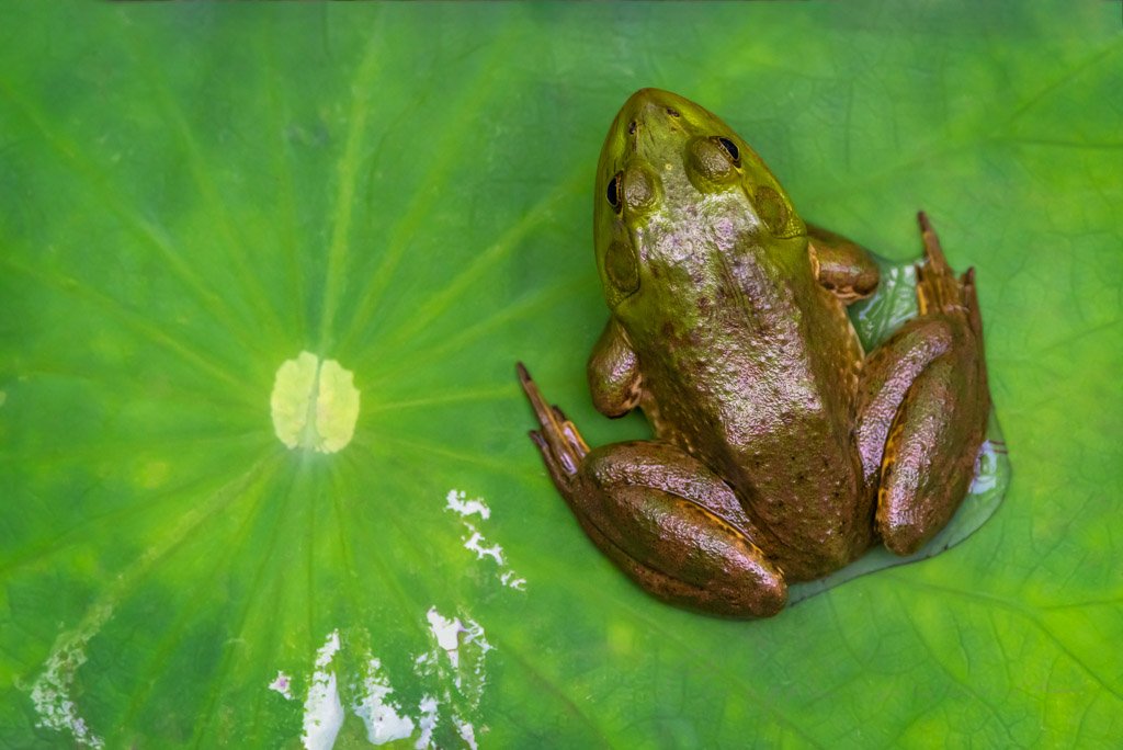 Common frog sitting on a water lily leaf top close-up view