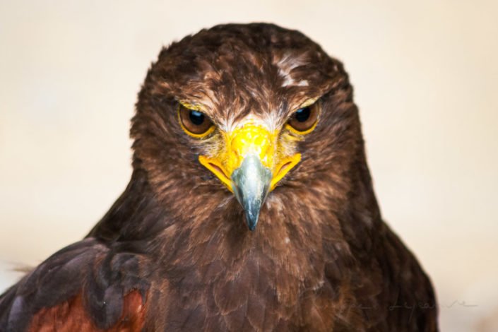 Golden eagle looking at camera close-up portrait in France