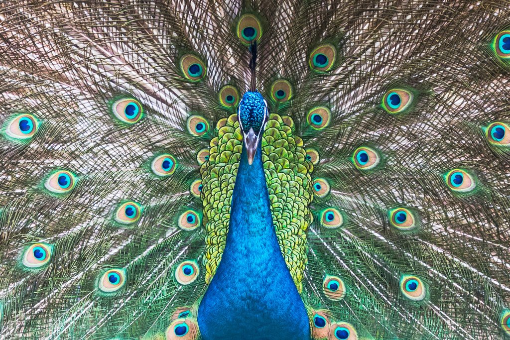 Peacock close-up view in Chengdu, Sichuan province, China