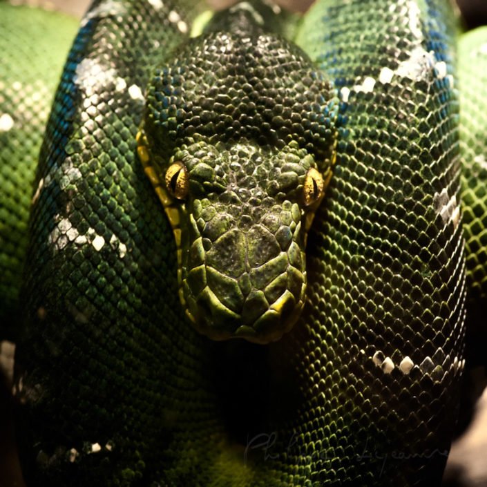 Snake close-up portrait