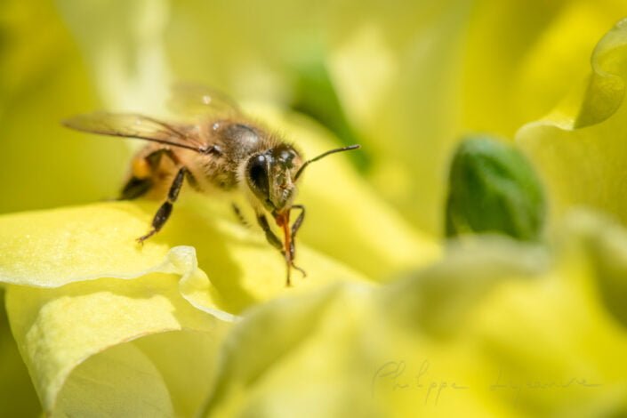 Honey bee on a yellow flower close-up view in Chengdu, Sichuan province, China