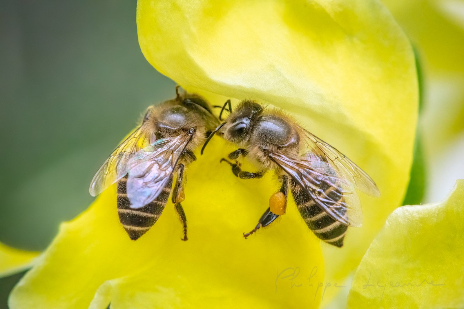 Honey bees on a yellow flower close-up view in Chengdu, Sichuan province, China