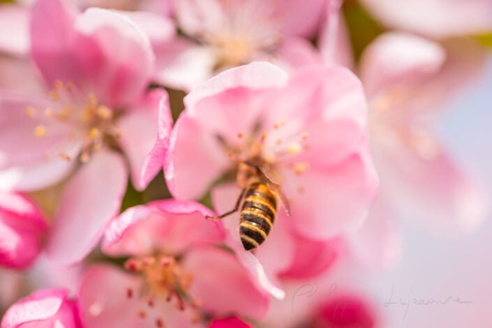 Honey bee on peach tree flowers in springtime in Chengdu, Sichuan province, China