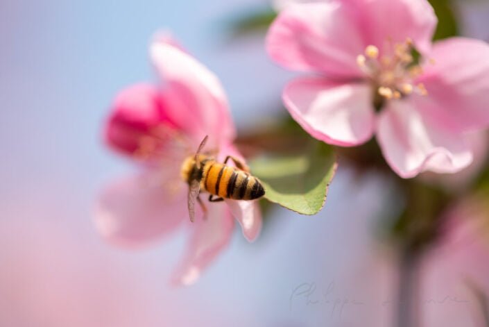 Honey bee on peach tree flowers in springtime in Chengdu, Sichuan province, China