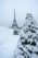 Eiffel tower under the snow in winter behind pine trees from the Trocadero basin in Paris, France