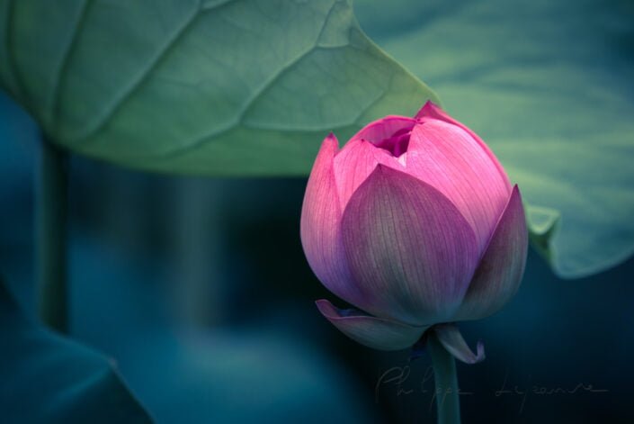 Lotus water lily flower on a pond in Chengdu, Sichuan province, China