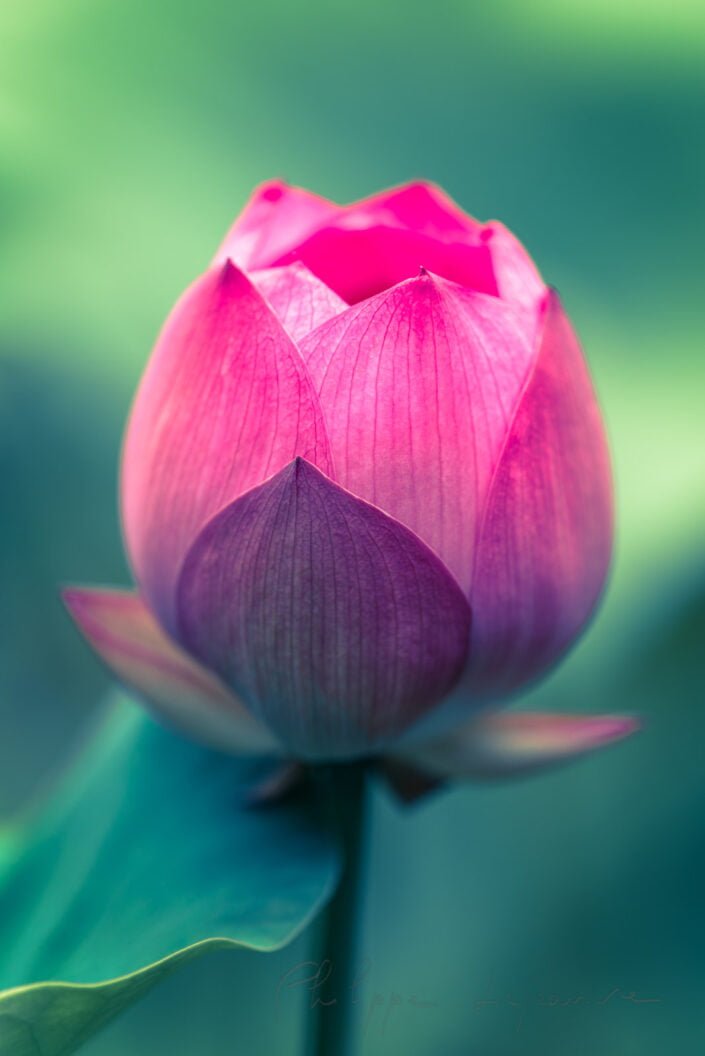 Lotus water lily close-up view against green leaves in Chengdu, Sichuan province, China