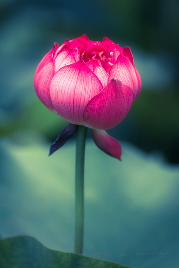 Lotus water lily flower on a pond in Chengdu, Sichuan province, China