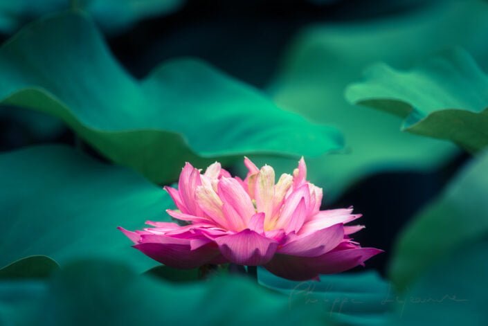 Lotus water lily flower on a pond in Chengdu, Sichuan province, China