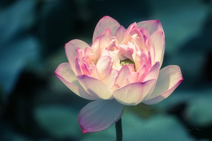 Lotus water lily flower on a pond in Chengdu, Sichuan province, China