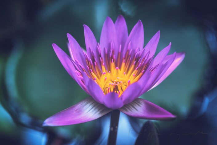 Purple lotus water lily flower close-up in a pond in Chengdu, Sichuan province, China