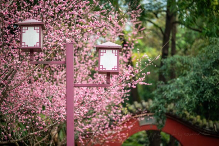 Pink lamppost against pink blooming plum trees in springtime in Wangjianglou park, Chengdu, Sichuan province, China