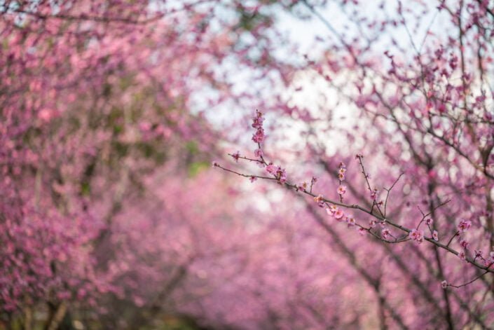 Pink blooming plum trees in springtime in Wangjianglou park, Chengdu, Sichuan province, China