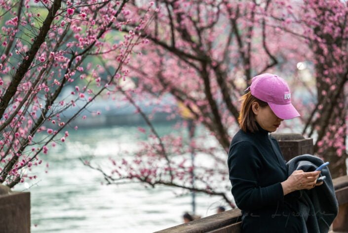 Woman with pink cap against pink plum blossom plum trees and river in Wangjianglou park, Chengdu, Sichuan province, China